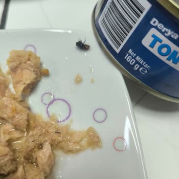 BİM'den Kapağında Ölü Sinek Bulunan Ton Balığı