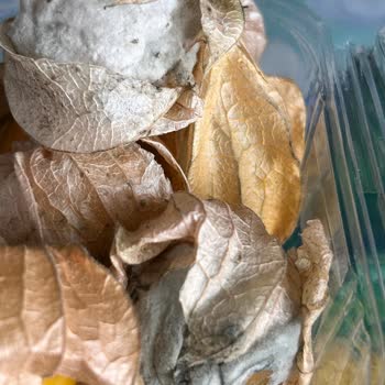 Migros Online Siparişimde Küflü Altın Çilek Paketi, Tekrarlayan Kalite Sorunu