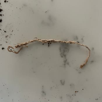 Lipton Çay Paketi İçinde Yabancı Cisim Ve Aylarca Süren Cevapsızlık