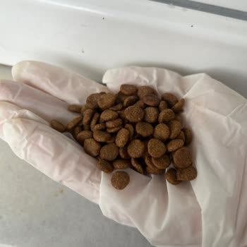 İkizler Yem Market Alınan Lavital Kedi Maması Ve Geri Ödeme Talebi