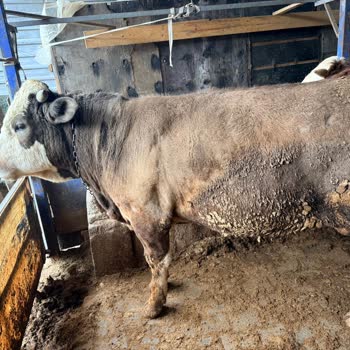 Lufian Montunda Delik Ve Tüy Sızıntısı, Garanti Reddi Ve İlgisiz Müşteri Hizmetleri