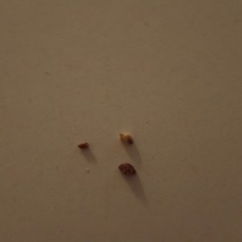Sert Parça İçeren Milka Pasta Diş Kırma Tehlikesi