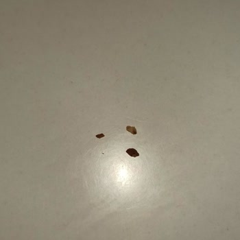 Sert Parça İçeren Milka Pasta Diş Kırma Tehlikesi