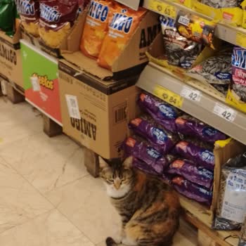 Şok Markette Kedilerin Hijyen Riski Ve Çalışanların İlgisizliği