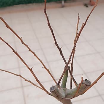 Yıldız Fidancılık Bursa Zamanla Sadece Yapraklar Değil Dallar Da Tamamen Kurumaya Başladı