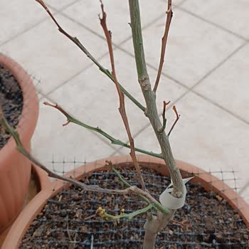 Yıldız Fidancılık Bursa Zamanla Sadece Yapraklar Değil Dallar Da Tamamen Kurumaya Başladı