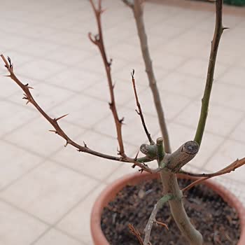 Yıldız Fidancılık Bursa Zamanla Sadece Yapraklar Değil Dallar Da Tamamen Kurumaya Başladı