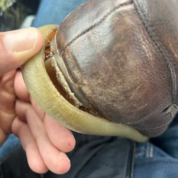 Ayakkabı Tabanı Kısa Sürede Koptu, Garanti Reddi Açıklamasız