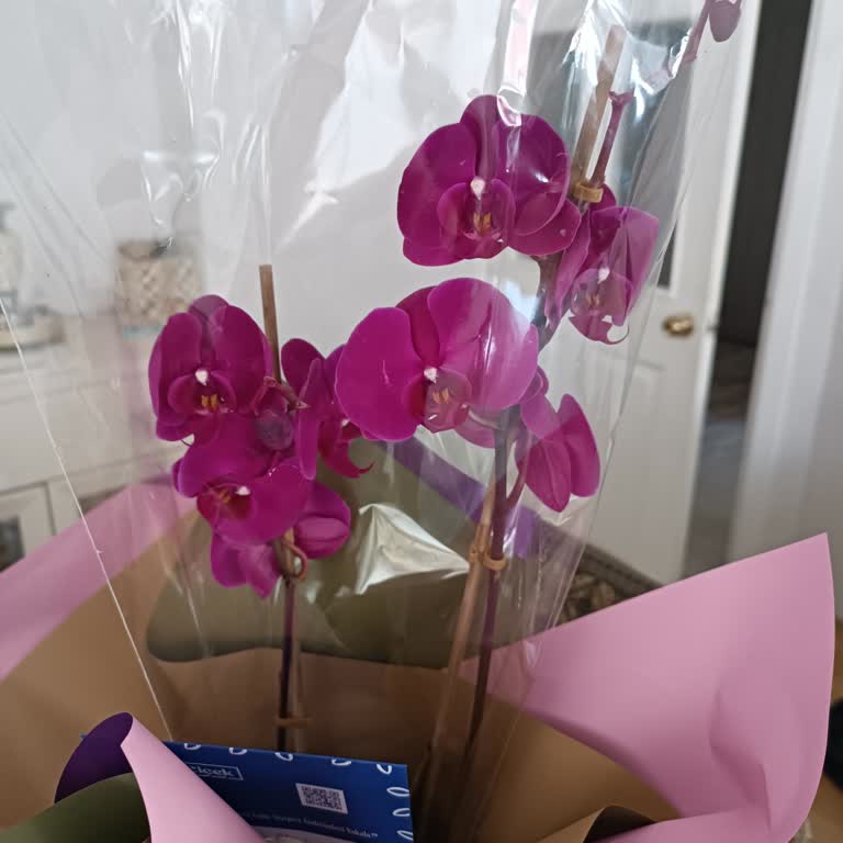 Görseldeki Büyük Mor Orkide Yerine Küçük Koyu Mor Gelen Ürün