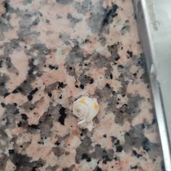 BİM Konserve Garnitürde Salyangoz ve Sağlık Riski