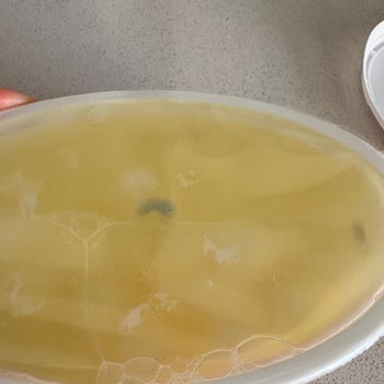 Son Kullanma Tarihi Geçmemiş Ekici Peynirinde Küflenme: Sağlık Endişesi