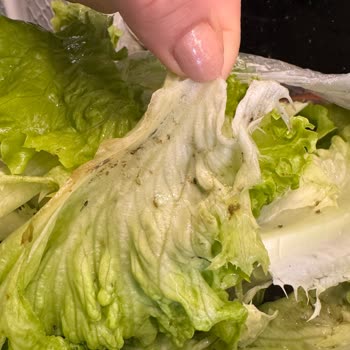 Çağdaş Marketten Aldığım Kıvırcığın İçinde Böcek, Kurt Ve Sinek Bulunması