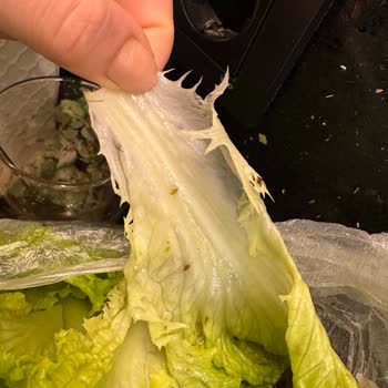 Çağdaş Marketten Aldığım Kıvırcığın İçinde Böcek, Kurt Ve Sinek Bulunması