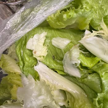 Çağdaş Marketten Aldığım Kıvırcığın İçinde Böcek, Kurt Ve Sinek Bulunması