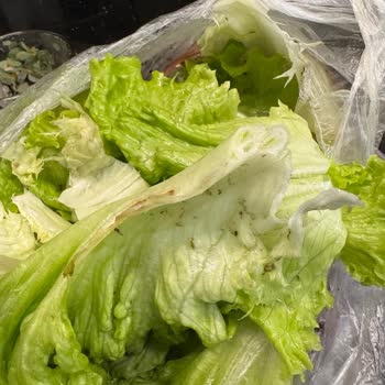 Çağdaş Marketten Aldığım Kıvırcığın İçinde Böcek, Kurt Ve Sinek Bulunması