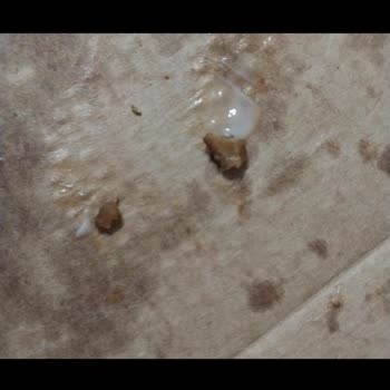 Zeytin Çekirdeği İçeren Pizza: Sağlık Riski Ve Ücret İadesi Talebi