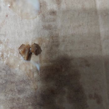 Zeytin Çekirdeği İçeren Pizza: Sağlık Riski Ve Ücret İadesi Talebi