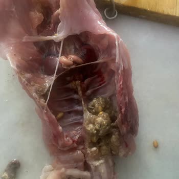 Menemen BİM’de Süresi Geçmiş Tavuk Satışı Sağlık Riski Oluşturuyor