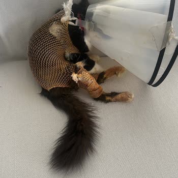 Fatih Hayvan Hastanesi'nde Kedimize Verilen Yanlış Tedavi ve Aşırı Ücret