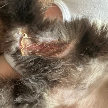 Fatih Hayvan Hastanesi'nde Kedimize Verilen Yanlış Tedavi ve Aşırı Ücret