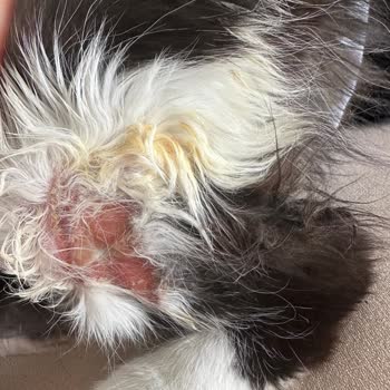 Fatih Hayvan Hastanesi'nde Kedimize Verilen Yanlış Tedavi ve Aşırı Ücret