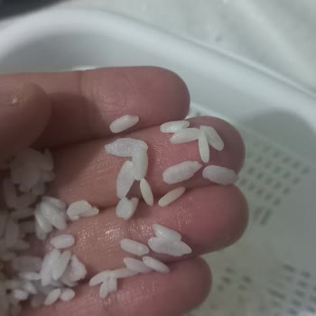 Yayla Osmancık Pirincinde Şişen Taneler Ve Sağlık Endişesi