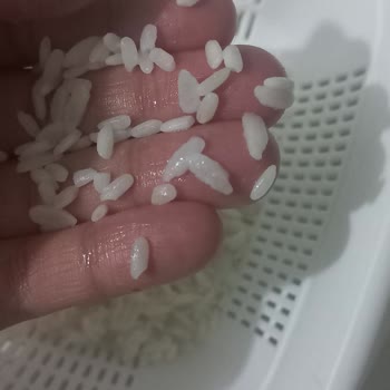 Yayla Osmancık Pirincinde Şişen Taneler Ve Sağlık Endişesi