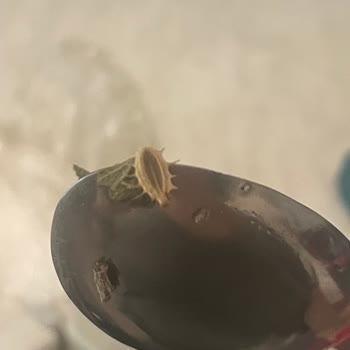 Ada Çayı Paketi İçinde Kurumuş Böcek Bulunması