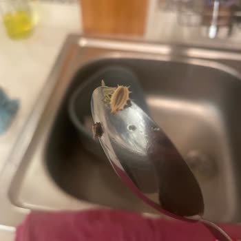 Ada Çayı Paketi İçinde Kurumuş Böcek Bulunması