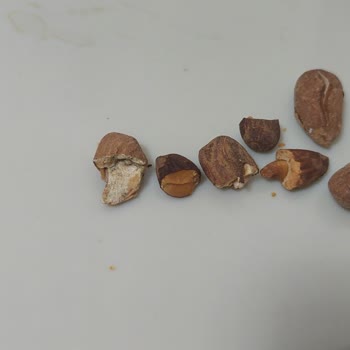 Ünal Kuruyemiş’teki Bozuk Bademler Nedeniyle Sağlık Riski Ve Tazmin Talebi