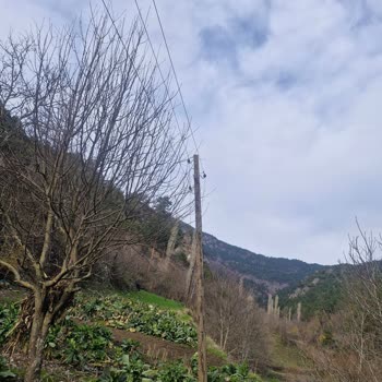 Eski Ve Çürük Elektrik Direkleri Can Güvenliğimizi Tehdit Ediyor