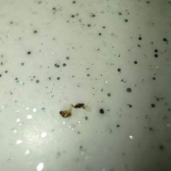 Indomie Noodle’da Böcek Bulunması Ve Hijyen Şikayeti