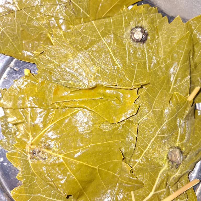 Gurumen Asma Yapraklarında Ezilmiş Salyangozlar