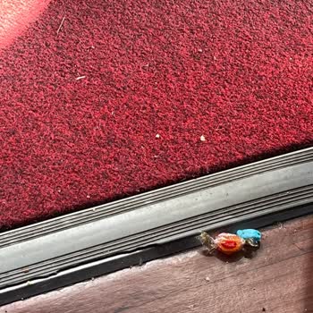 Ehliyetsiz Şoför Ve Kirli Otobüs Şikayeti