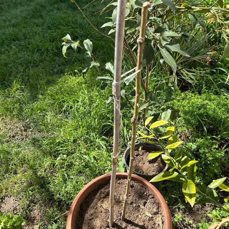 Bektaşi Üzümü Fidanları Eksik Gönderildi, Çözüm Ve İade Bekleniyor