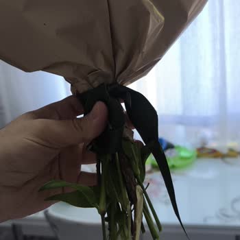 Kök Görünür Çiçek Ve Lekeli Paketleme Sorunu