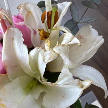 Solmuş Çiçek Teslimatı Ve Yeniden Gönderim Talebi