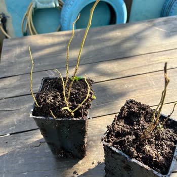 İlan Edilen 3 Yaşındaki Yaban Mersini Fidanı Yerine Çöp Parçaları Gönderildi