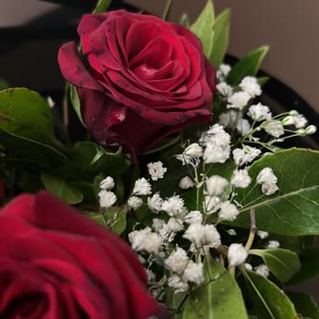 Kararmış Güller Ve Değişim İmkanı Sunulmaması