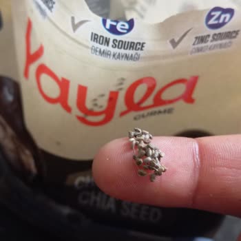 Keten Ve Çiya Tohumlarında Yabancı Madde Ve Örümcek Ağı Paketleme Hatası