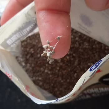 Keten Ve Çiya Tohumlarında Yabancı Madde Ve Örümcek Ağı Paketleme Hatası