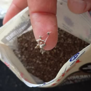 Yayla Tohumlarında Örümcek Ağı Ve Yabancı Madde Kontrolü Gerekiyor