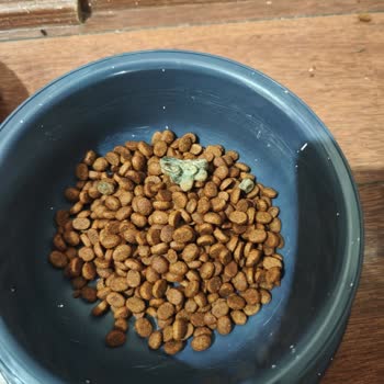 Küflü Kedi Maması İadesi Gecikmesi