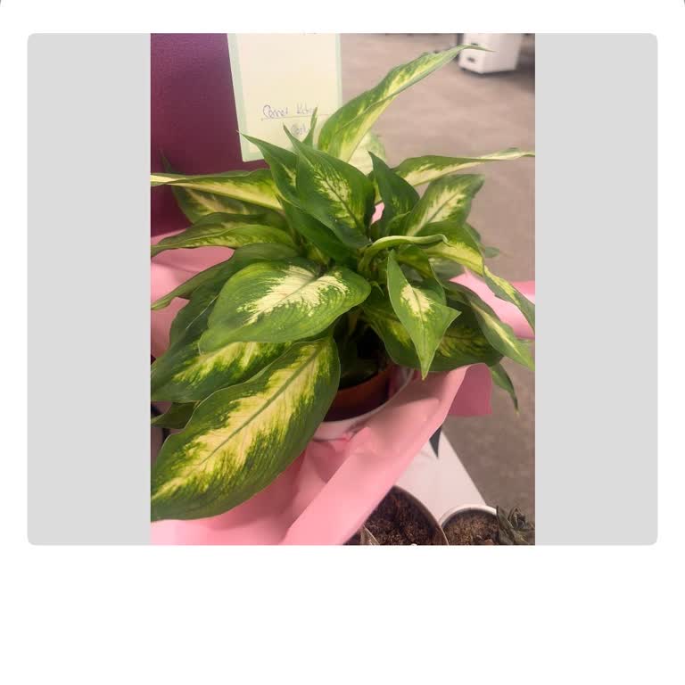 Yanlış Çiçek Teslimatı Ve Empati Eksikliği: Mahcubiyetim Giderilmedi