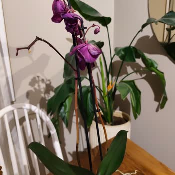 Özel Gün İçin Soluk Ve Görüntüsü Farklı Çiçek Siparişine İade Talebi