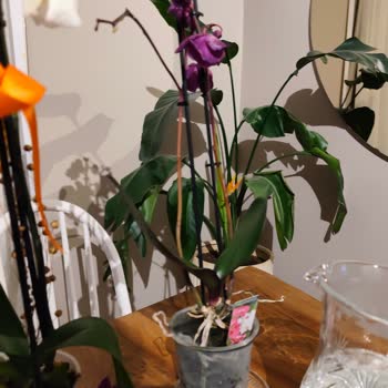 Özel Gün İçin Soluk Ve Görüntüsü Farklı Çiçek Siparişine İade Talebi