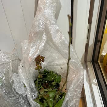 İlan Edilen 3 Yaş Yaban Mersini Fidanı Yerine İncecik Dallar Gönderildi Ve Yanıt Alamıyor