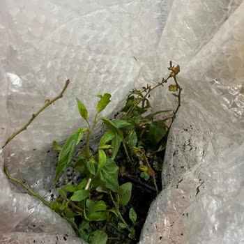 İlan Edilen 3 Yaş Yaban Mersini Fidanı Yerine İncecik Dallar Gönderildi Ve Yanıt Alamıyor