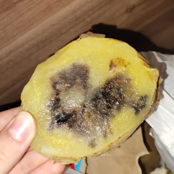 File Market’te Patates Çürümesi Ve Hijyen Kontrol Eksikliği