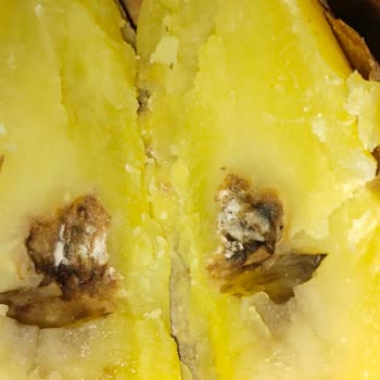 File Market’te Patates Çürümesi Ve Hijyen Kontrol Eksikliği